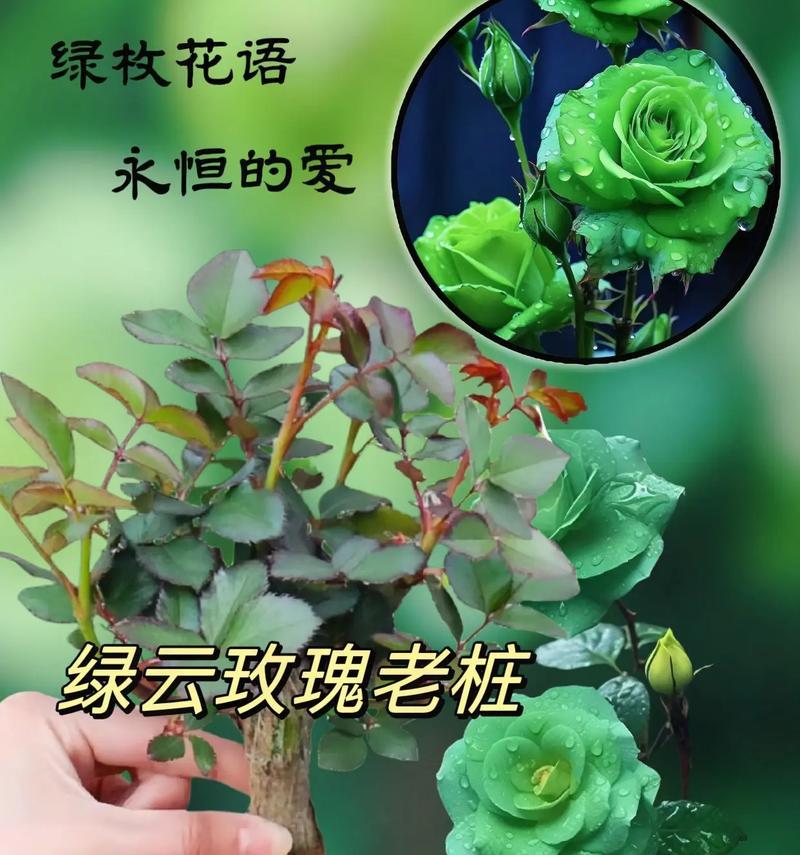 翡翠品种玫瑰花有何特点？它与其他玫瑰有何不同？