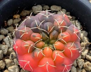 仙人球种植时深浅有何不同？对生长有何影响？