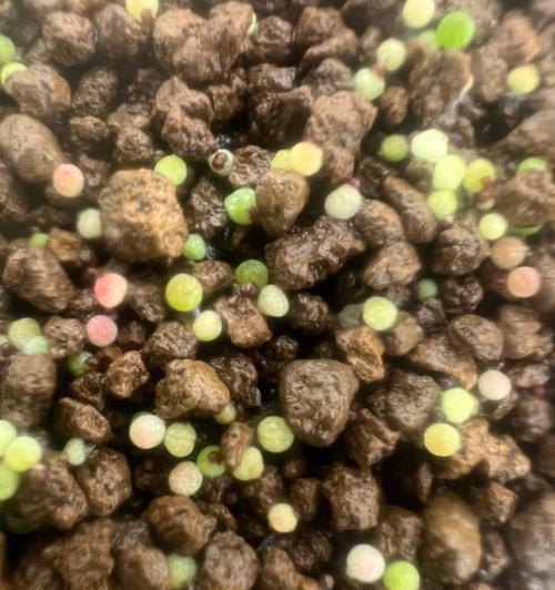仙人球种植时深浅有何不同？对生长有何影响？