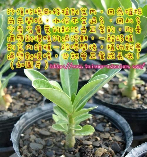 玫瑰花直杆盆栽的养护要点是什么？