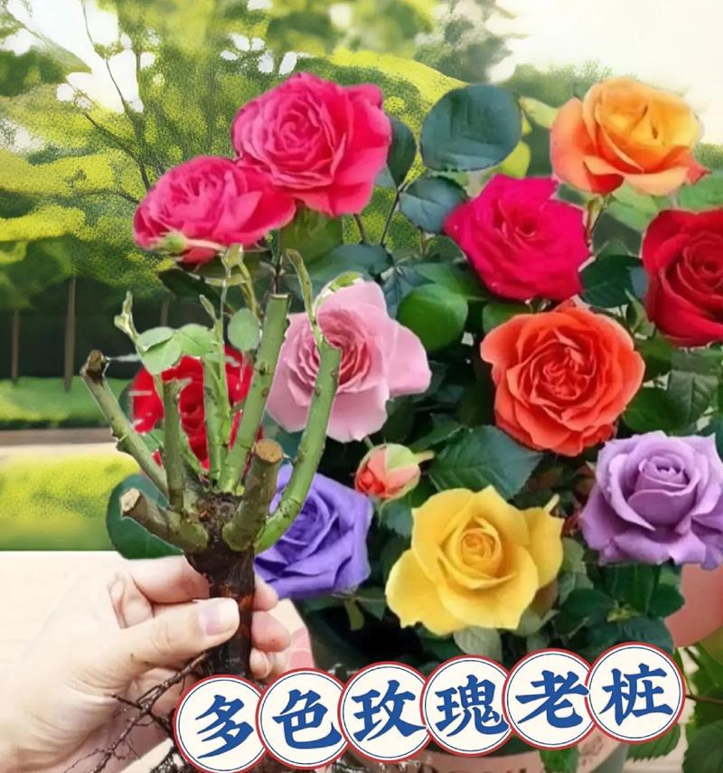 玫瑰花直杆盆栽的养护要点是什么？