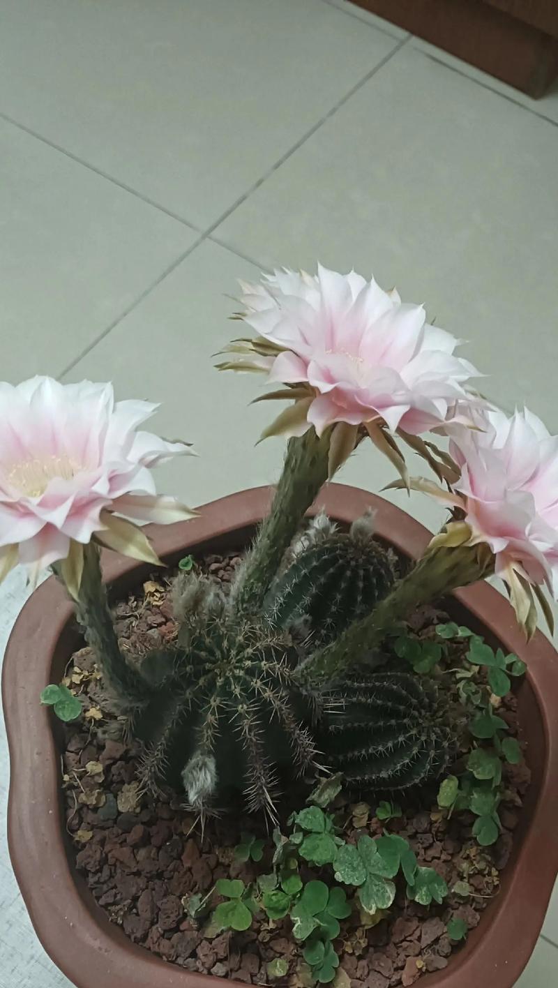多根仙人球的种植方法有哪些？