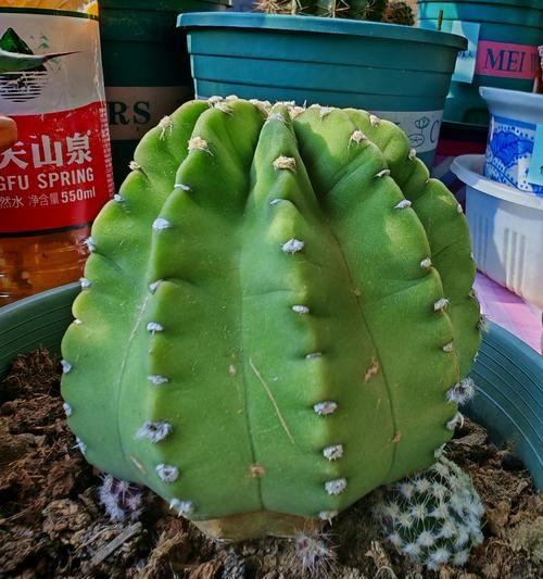 多根仙人球的种植方法有哪些？