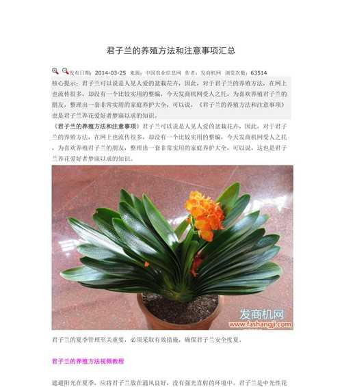 君子兰姊妹花养护需要注意什么？