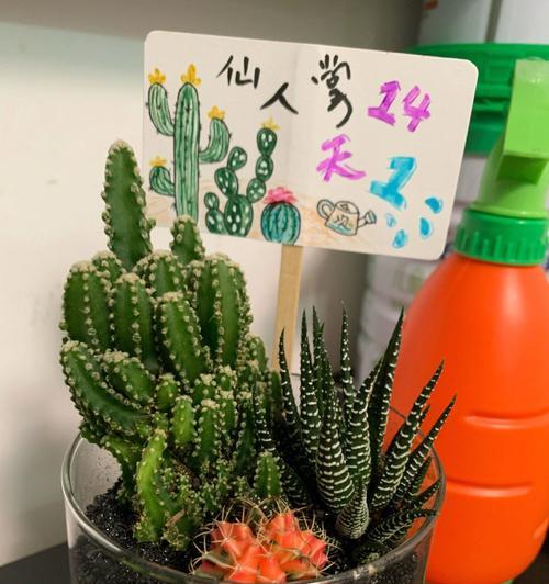 长条仙人掌的种植方法是什么？适合新手吗？