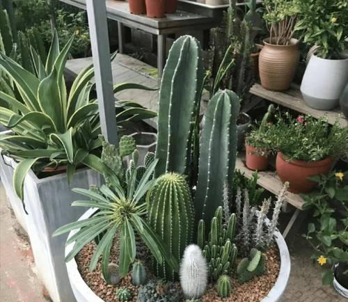 长条仙人掌的种植方法是什么？适合新手吗？