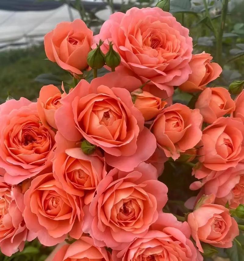 玫瑰花艾沙盆栽的养护技巧是什么？