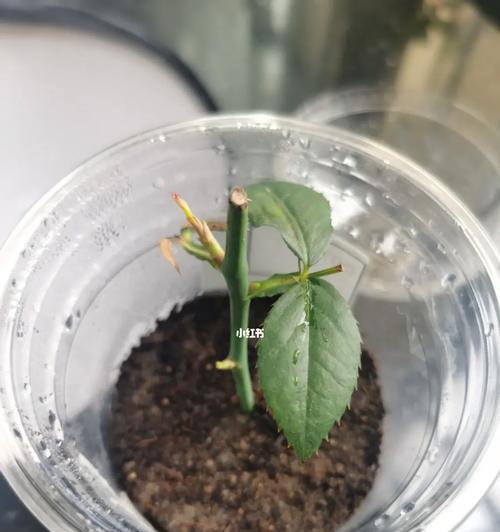 玫瑰花艾沙盆栽的养护技巧是什么？