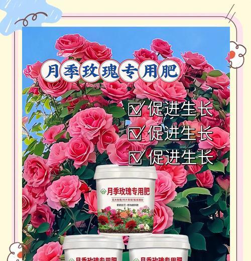 玫瑰花催枝条的肥料配比是什么？如何正确施肥？