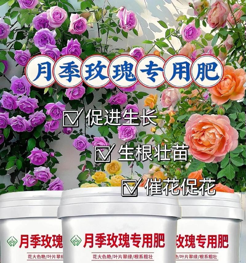 玫瑰花施肥的标准是多少？