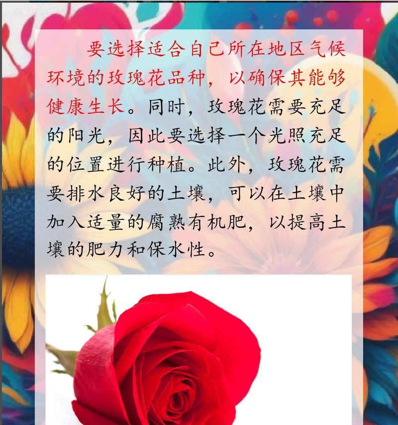 玫瑰花施肥的标准是多少？