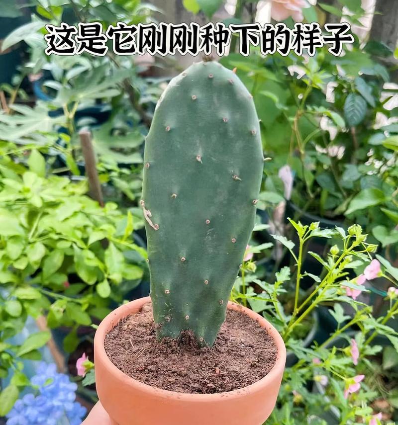 摩洛哥仙人掌栽种技巧是什么？如何提高成活率？