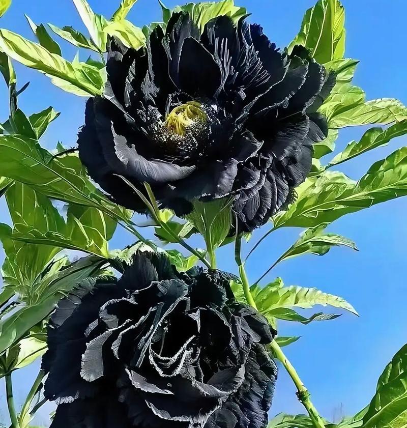 牡丹花的开花时间是什么时候？