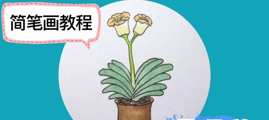 君子兰叶子向不同方向生长怎么办？如何调整？