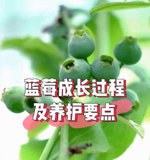 绿色肋骨仙人球的养护要点是什么？