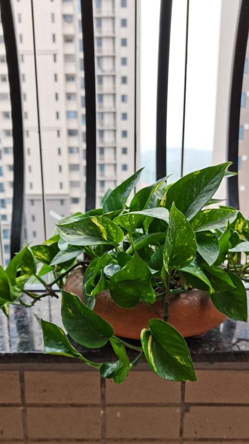 绿色肋骨仙人球的养护要点是什么？