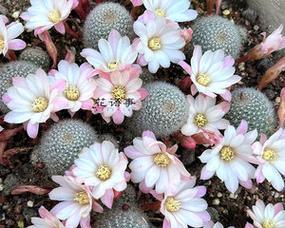 棉花糖棒子仙人球的种植方法是什么？