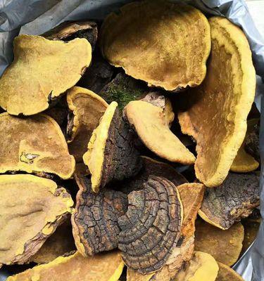 棉花糖棒子仙人球的种植方法是什么？