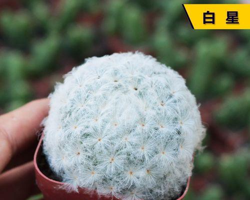 棉花糖棒子仙人球的种植方法是什么？