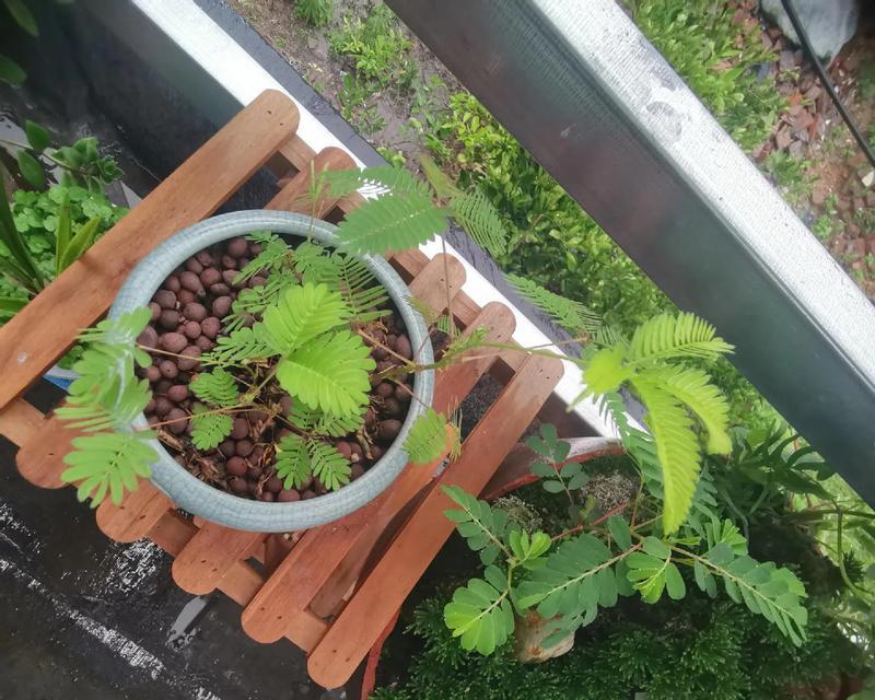 仙人球如何养出绿色的叶子？有哪些技巧？