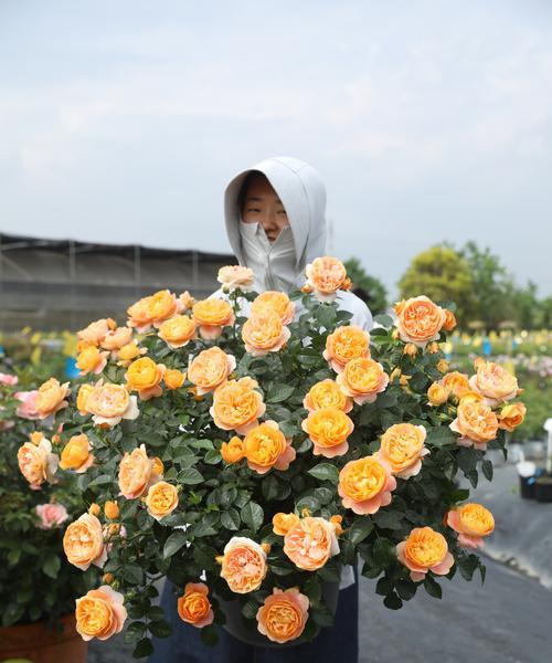 君子兰根部全修剪后如何正确养护？修剪的最佳时机是什么时候？