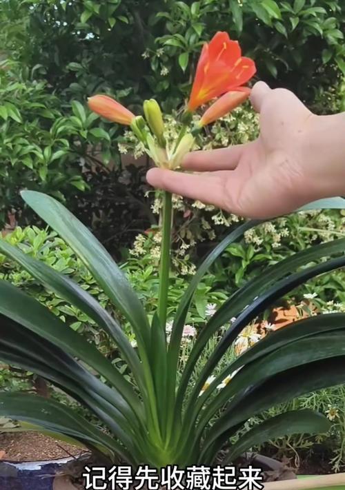 君子兰带花苞时的养护技巧有哪些？