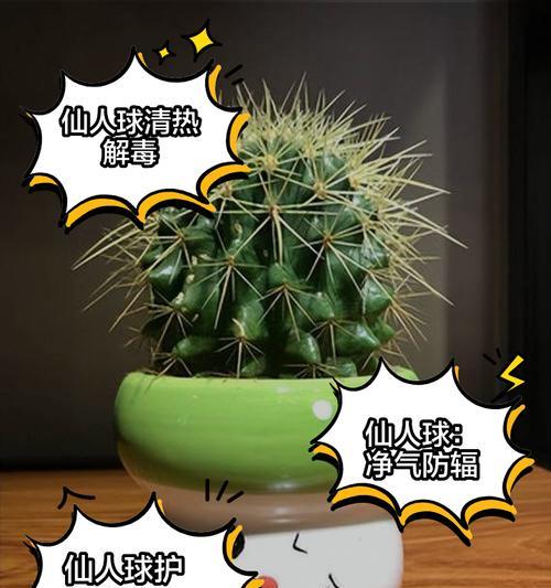 水做的仙人球是什么品种？如何正确养护？