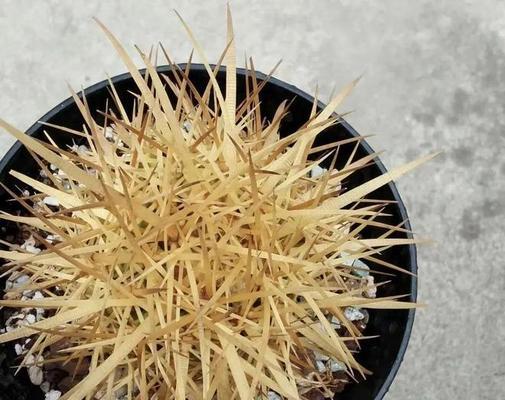 水做的仙人球是什么品种？如何正确养护？