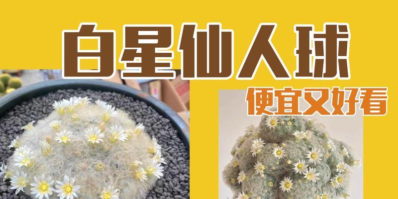 仙人球白柱的繁殖方法有哪些？
