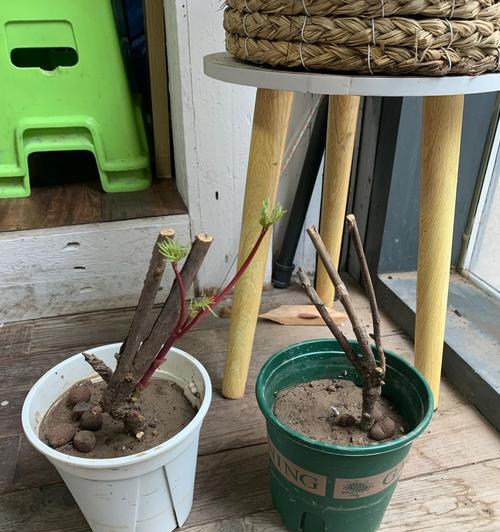 牡丹花如何培养成老桩盆景？