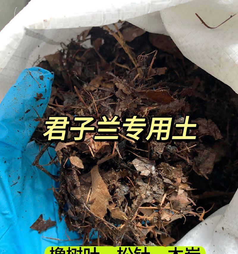 源头君子兰的养殖方法有哪些？
