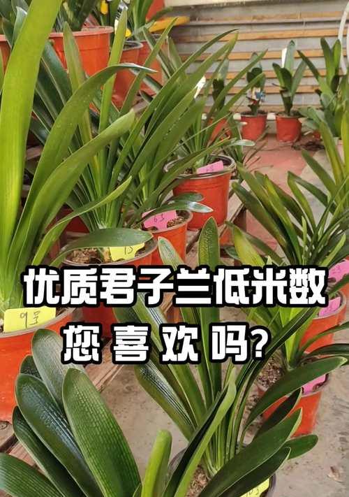 源头君子兰的养殖方法有哪些？