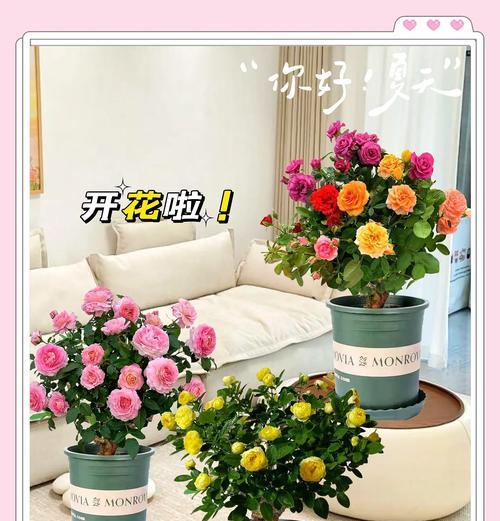 阳台上的玫瑰花拱门如何养护？有哪些特别的养护技巧？