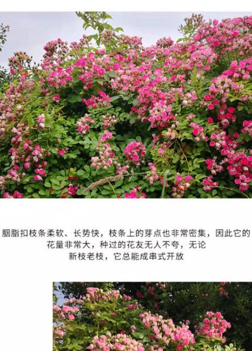 阳台上的玫瑰花拱门如何养护？有哪些特别的养护技巧？