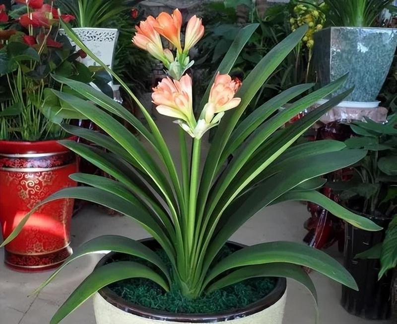 君子兰根部种植能活吗？如何进行养护？