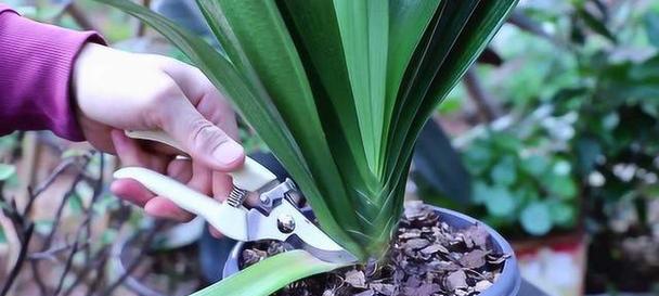 君子兰根部种植能活吗？如何进行养护？