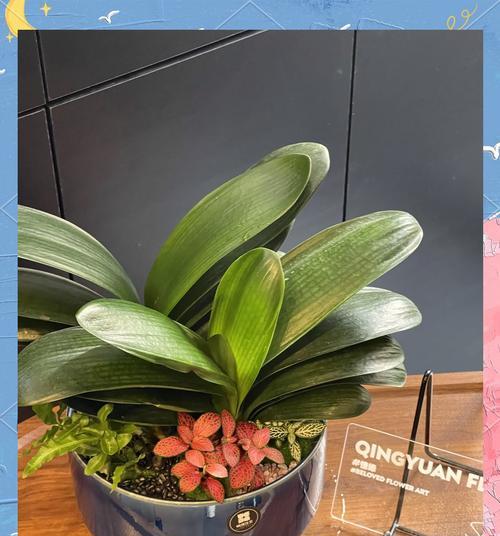 君子兰根部种植能活吗？如何进行养护？