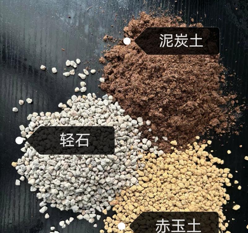 仙人掌种植怎样才能叶子好看？有哪些技巧可以分享？