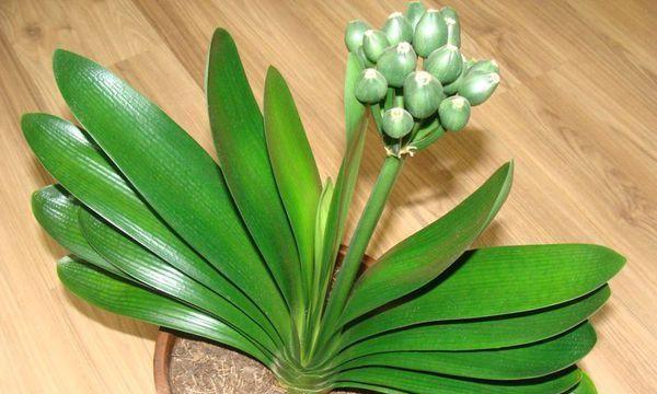 国旗红君子兰叶子的独特特点？如何识别？