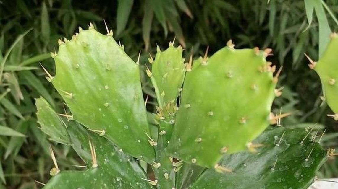 仙人掌叶片出现洞口怎么办？如何正确养护？