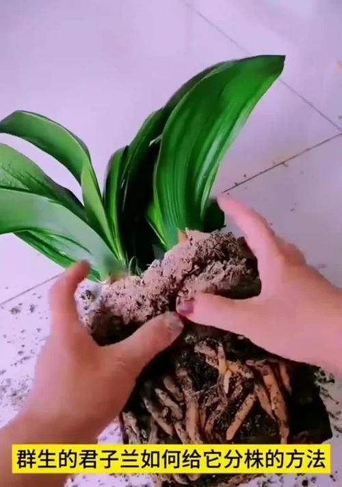 君子兰群兰多久才能开花？