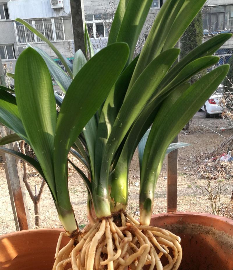 君子兰群兰多久才能开花？