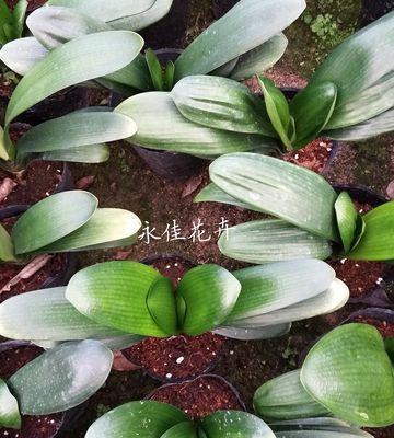 君子兰群兰多久才能开花？