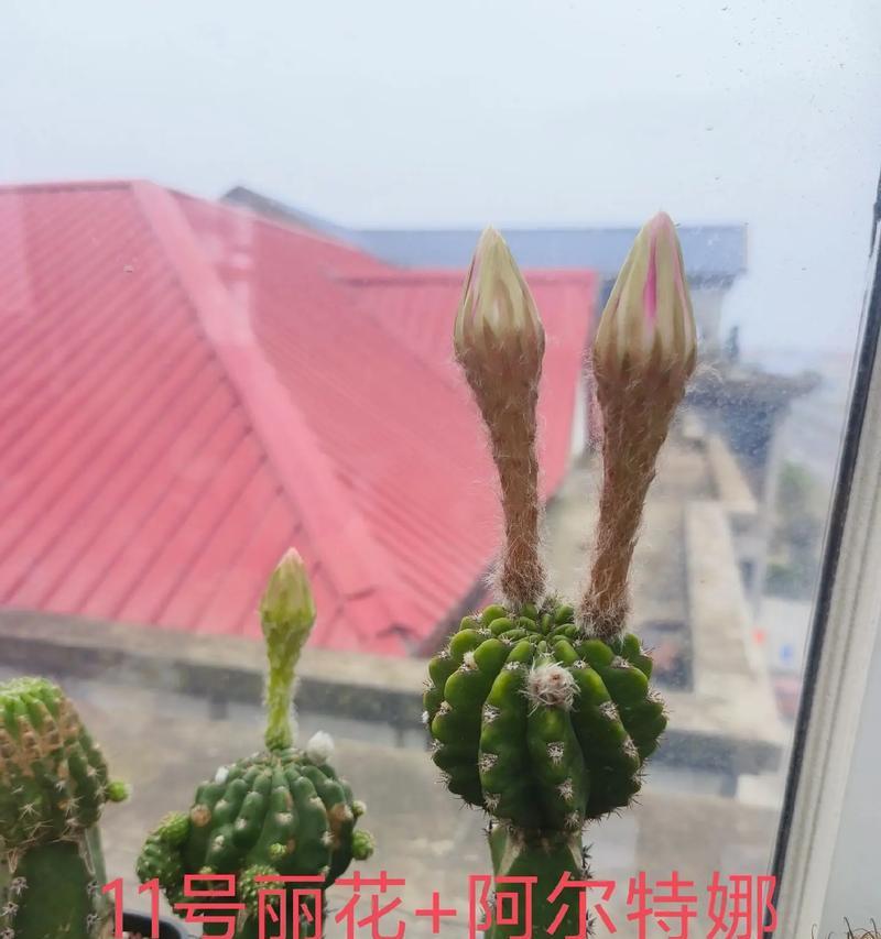 仙人球花苞未开先落的原因是什么？