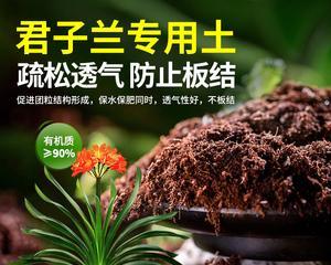 多肉君子兰的养护要点有哪些？