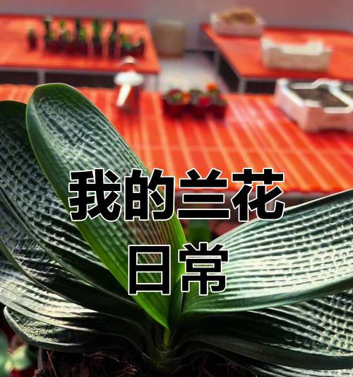 君子兰挖心后如何进行养护？有哪些注意事项？