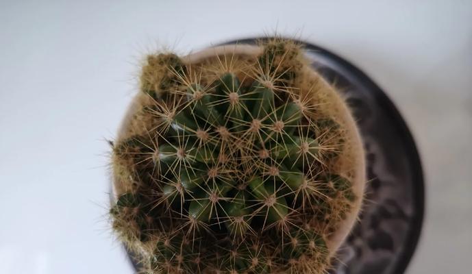不带盆的仙人球盆栽如何养护？有哪些注意事项？