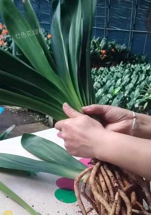 君子兰从种植到开花需要多长时间？