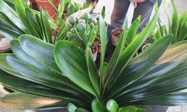 君子兰从种植到开花需要多长时间？
