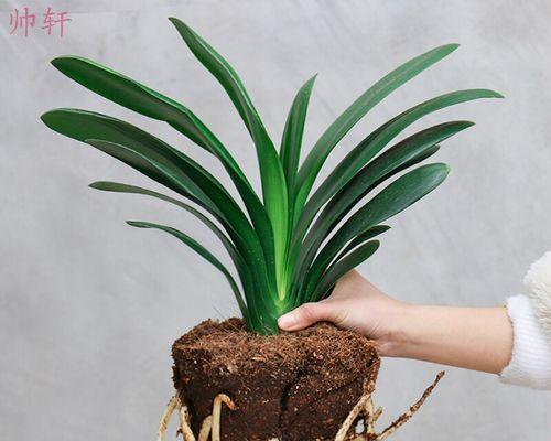 君子兰从种植到开花需要多长时间？